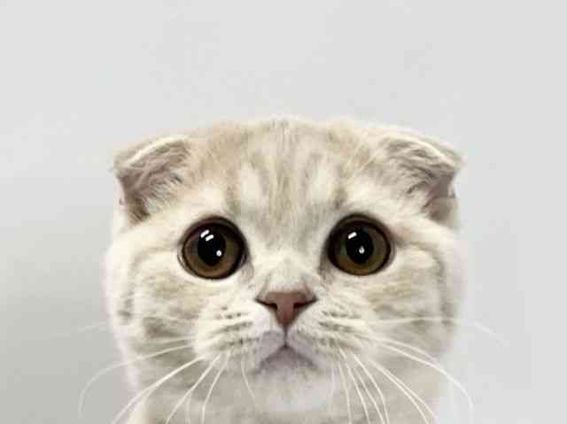 愛媛県のスコティッシュフォールド (ひごペットフレンドリーイオンモール今治新都市店/2025年11月15日生まれ/男の子/クリームタビー)の子猫の1枚目の画像