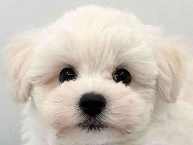 島根県のマルプー(マルチーズ×プードル) (ひごペットフレンドリーイオン松江ショッピングセンター店/2025年11月20日生まれ/男の子/クリームホワイト)の子犬