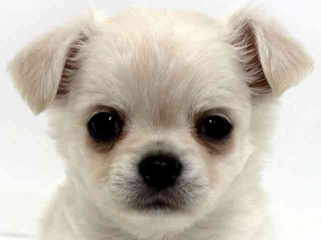 大阪府のチワワ(ロング) (ひごペットフレンドリーベルファⅡ都島店/2025年10月25日生まれ/男の子/クリーム)の子犬