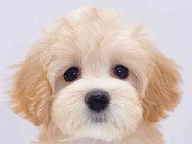 大阪府のマルプー(マルチーズ×プードル) (ひごペットフレンドリーイズミヤショッピングセンター千里丘店/2025年11月19日生まれ/女の子/アプリコット)の子犬の1枚目の画像