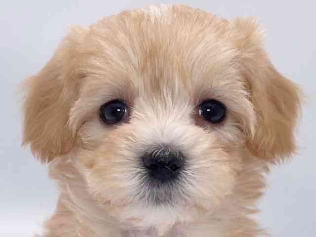 大阪府のマルプー(マルチーズ×プードル) (ひごペットフレンドリーイズミヤショッピングセンター千里丘店/2025年11月19日生まれ/女の子/アプリコット)の子犬