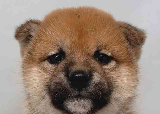 鳥取県の柴犬(標準サイズ) (ひごペットフレンドリーイオンモール鳥取北店/2025年11月23日生まれ/女の子/赤)の子犬