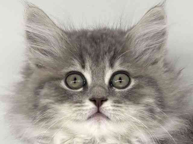 大阪府のラガマフィン (ひごペットフレンドリー瓜破店/2025年11月23日生まれ/男の子/ブルータビー)の子猫