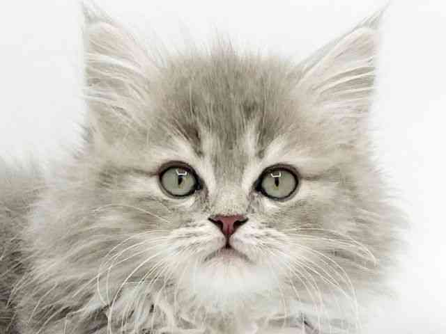 兵庫県のラガマフィン (ひごペットフレンドリーコロワ甲子園店/2025年11月23日生まれ/男の子/ブルータビー)の子猫の1枚目の画像