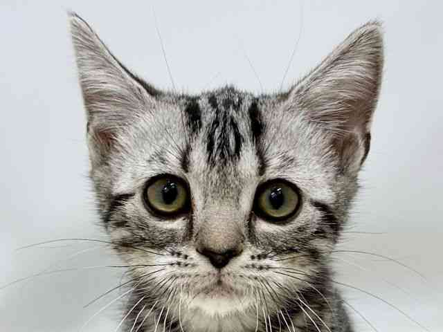 広島県のアメリカンショートヘアー (ひごペットフレンドリーゆめタウン廿日市店/2025年11月22日生まれ/女の子/シルバータビー)の子猫の1枚目の画像