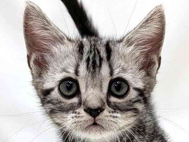 広島県のアメリカンショートヘアー (ひごペットフレンドリーゆめタウン廿日市店/2025年11月22日生まれ/女の子/シルバータビー)の子猫