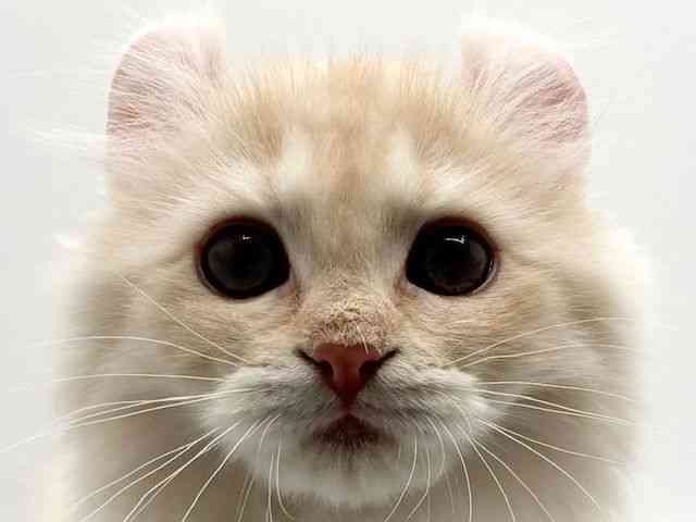 大阪府のアメリカンカール (ひごペットフレンドリーみのおキューズモール店/2025年11月12日生まれ/男の子/クリームタビーホワイト)の子猫の1枚目の画像