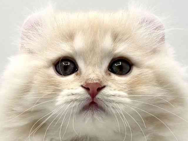 大阪府のアメリカンカール (ひごペットフレンドリーみのおキューズモール店/2025年11月12日生まれ/男の子/クリームタビーホワイト)の子猫の1枚目の画像