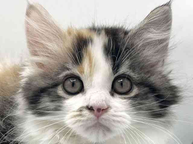 大阪府のサイベリアン (ひごペットフレンドリーららぽーとEXPOCITY店/2025年11月22日生まれ/女の子/キャリコ)の子猫の1枚目の画像