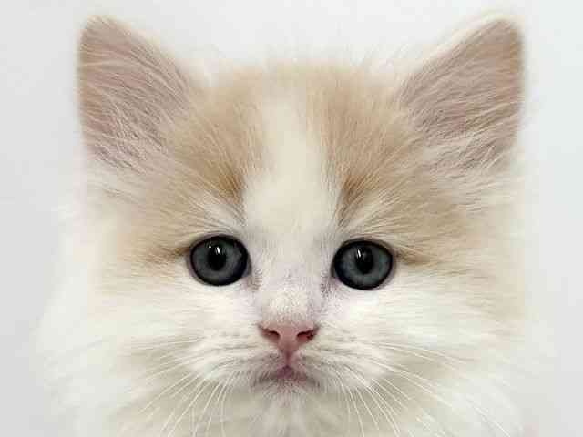 大阪府のサイベリアン (ひごペットフレンドリーベルファⅡ都島店/2025年11月22日生まれ/男の子/クリームホワイト)の子猫