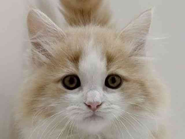 広島県のサイベリアン (ひごペットフレンドリーフジグラン神辺店/2025年11月22日生まれ/男の子/クリームホワイト)の子猫