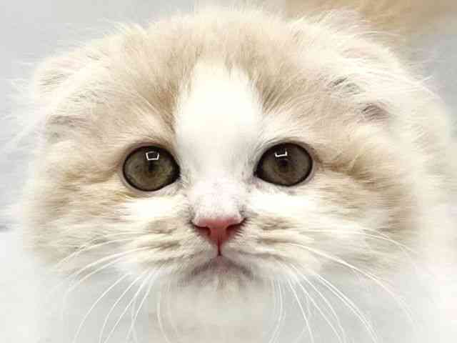 大阪府のスコティッシュフォールド (ひごペットフレンドリーイトーヨーカドー津久野店/2025年11月22日生まれ/女の子/カメオホワイト)の子猫の1枚目の画像