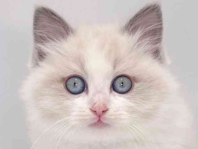 大阪府のラグドール (ひごペットフレンドリーイズミヤショッピングセンター千里丘店/2025年11月20日生まれ/男の子/ブルーポイントバイカラー)の子猫の1枚目の画像