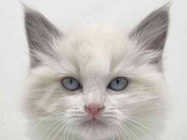 大阪府のラグドール (ひごペットフレンドリーららぽーとEXPOCITY店/2025年11月20日生まれ/女の子/ブルーポイントバイカラー)の子猫の1枚目の画像