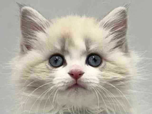 大阪府のネヴァマスカレード (ひごペットフレンドリーセブンパーク天美店/2025年11月21日生まれ/女の子/ブルーリンクスポイントホワイト)の子猫の1枚目の画像