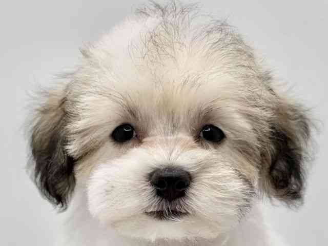 大阪府のマルプー(マルチーズ×プードル) (ひごペットフレンドリーみのおキューズモール店/2025年11月20日生まれ/女の子/パーティーカラー)の子犬の1枚目の画像