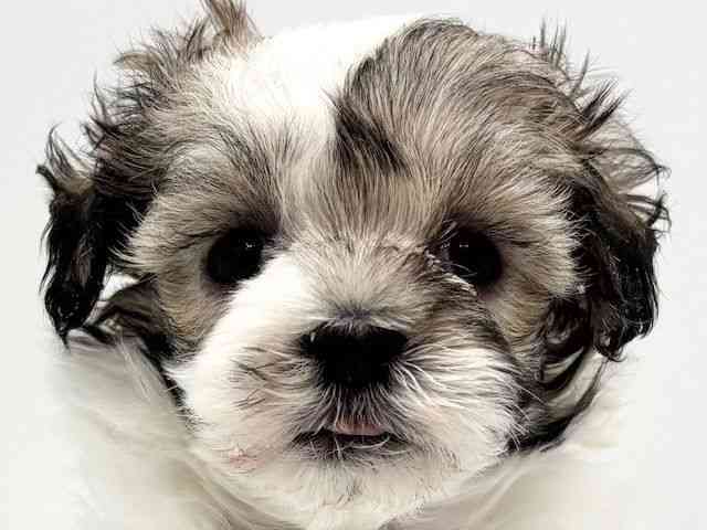 大阪府のマルプー(マルチーズ×プードル) (ひごペットフレンドリーみのおキューズモール店/2025年11月20日生まれ/女の子/パーティーカラー)の子犬