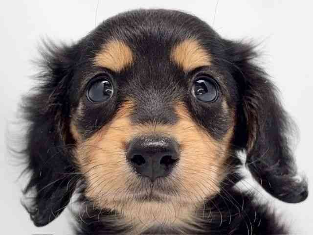 京都府のカニンヘンダックスフンド(ロング) (ひごペットフレンドリー洛北阪急スクエア店/2025年11月22日生まれ/女の子/ブラックタン)の子犬の1枚目の画像