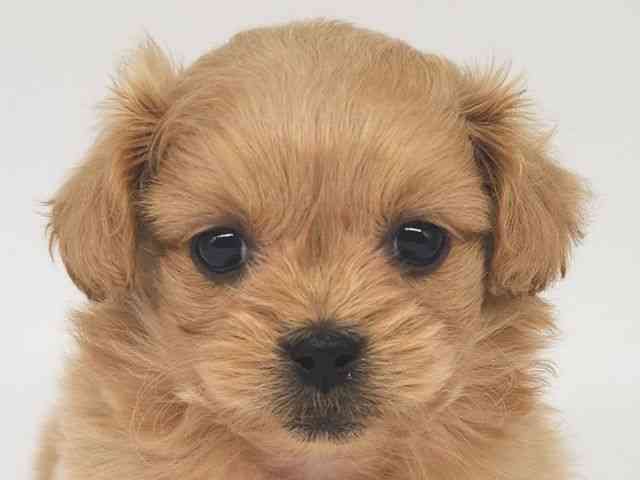 大阪府のペキプー(ペキニーズ×プードル) (ひごペットフレンドリー泉ヶ丘店/2025年11月22日生まれ/女の子/レッド)の子犬の1枚目の画像