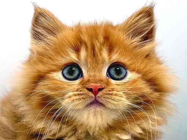 奈良県のマンチカン (ひごペットフレンドリー奈良パワーシティ店/2025年11月18日生まれ/女の子/レッドタビー)の子猫の1枚目の画像