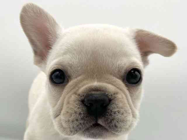 大阪府のフレンチブルドッグ (ひごペットフレンドリーららぽーとEXPOCITY店/2025年11月20日生まれ/女の子/クリーム)の子犬の1枚目の画像