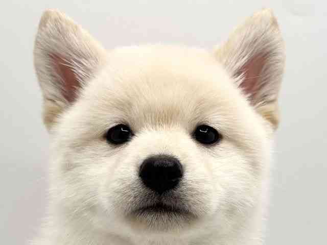 大阪府の柴犬(標準サイズ) (ひごペットフレンドリーみのおキューズモール店/2025年11月23日生まれ/女の子/白)の子犬の1枚目の画像