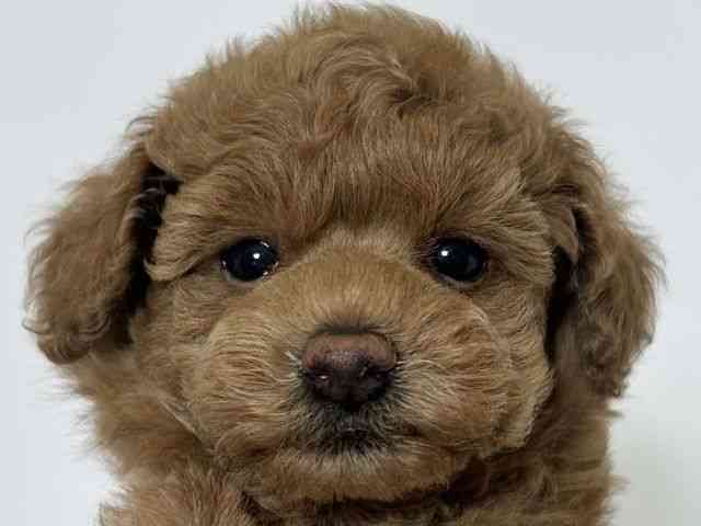 大阪府のトイプードル(トイ) (ひごペットフレンドリーアクロスプラザ住之江店/2025年11月22日生まれ/男の子/レッド)の子犬の1枚目の画像