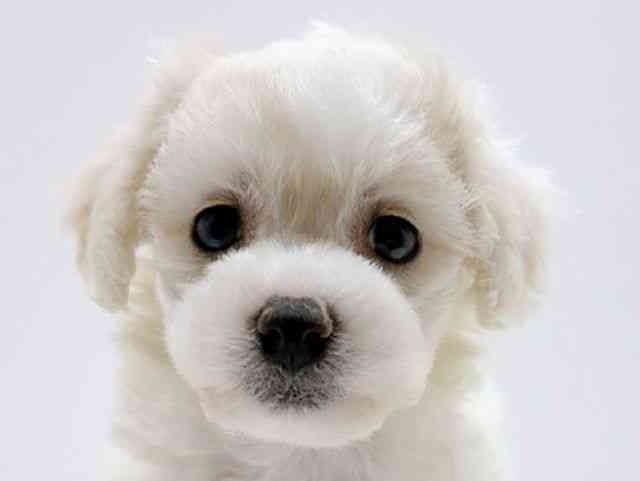 広島県のビションフリーゼ (ひごペットフレンドリーフジグラン神辺店/2025年11月21日生まれ/女の子/ホワイト)の子犬