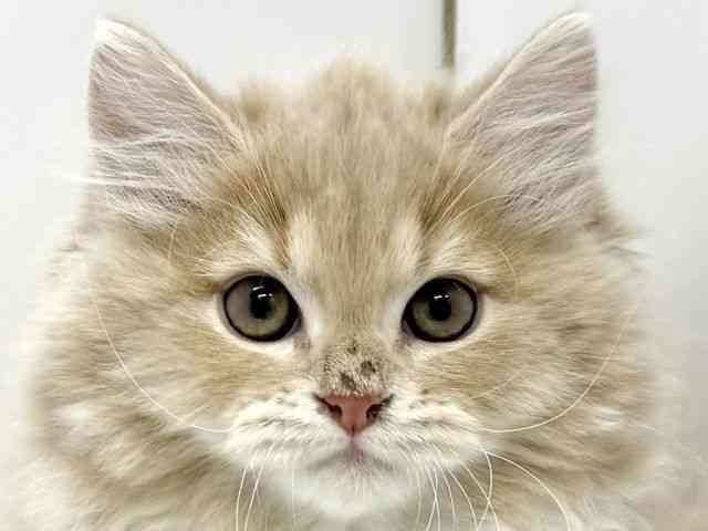 大阪府のサイベリアン (ひごペットフレンドリーイオンタウン茨木太田店/2025年11月22日生まれ/男の子/クリームタビーホワイト)の子猫の1枚目の画像