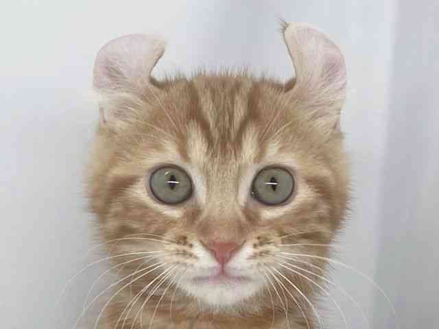 兵庫県のアメリカンカール (ひごペットフレンドリーイオンタウン加古川店/2025年11月23日生まれ/男の子/レッドタビー)の子猫の1枚目の画像