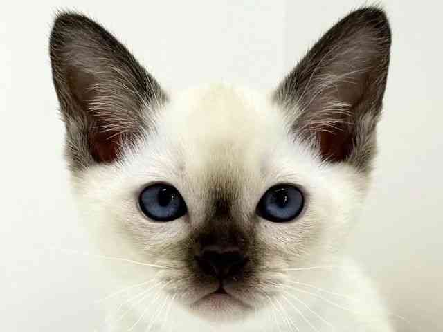 大阪府のトンキニーズ (ひごペットフレンドリーくずはモール店/2025年11月22日生まれ/女の子/チョコレートポイント)の子猫の1枚目の画像