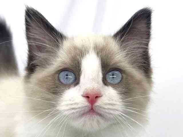 兵庫県のラグドール (ひごペットフレンドリーイオンタウン加古川店/2025年11月7日生まれ/男の子/シールポイントバイカラー)の子猫の1枚目の画像