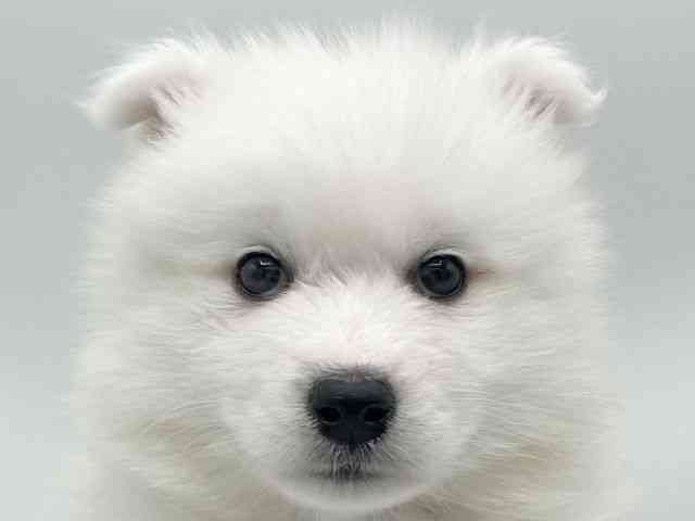 大阪府のサモエド (ひごペットフレンドリーららぽーとEXPOCITY店/2025年11月22日生まれ/女の子/ホワイト)の子犬の1枚目の画像