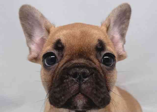 鳥取県のフレンチブルドッグ (ひごペットフレンドリーイオンモール鳥取北店/2025年11月15日生まれ/男の子/フォーンブラックマスク)の子犬