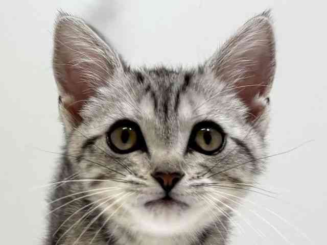 兵庫県のアメリカンショートヘアー (ひごペットフレンドリーイトーヨーカドー明石店/2025年11月22日生まれ/女の子/シルバータビー)の子猫の1枚目の画像