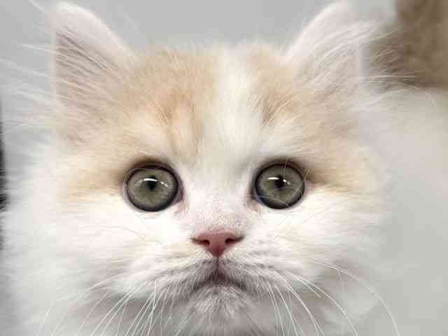 大阪府のサイベリアン (ひごペットフレンドリー瓜破店/2025年11月12日生まれ/男の子/カメオホワイト)の子猫