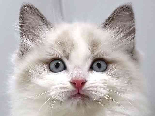 奈良県のラグドール (ひごペットフレンドリー奈良パワーシティ店/2025年11月21日生まれ/男の子/ブルーポイントバイカラー)の子猫の1枚目の画像