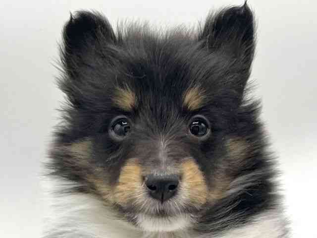 大阪府のシェットランドシープドッグ (ひごペットフレンドリーららぽーとEXPOCITY店/2025年11月13日生まれ/女の子/トライカラー)の子犬の1枚目の画像