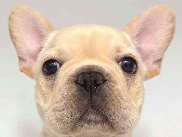 大阪府のフレンチブルドッグ (ひごペットフレンドリー岸和田店/2025年11月20日生まれ/男の子/クリーム)の子犬の1枚目の画像