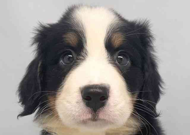 鳥取県のバーニーズマウンテンドッグ (ひごペットフレンドリーイオンモール鳥取北店/2025年11月22日生まれ/女の子/ブラックラストホワイト)の子犬