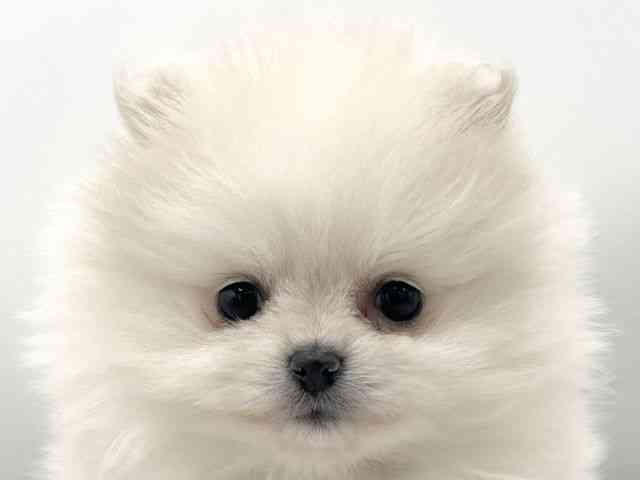 大阪府のポメラニアン (ひごペットフレンドリーららぽーとEXPOCITY店/2025年11月22日生まれ/女の子/クリーム)の子犬の1枚目の画像