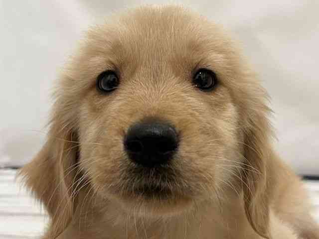 和歌山県のゴールデンレトリバー (ひごペットフレンドリーパームシティ和歌山店/2025年11月18日生まれ/女の子/ゴールデン)の子犬の1枚目の画像