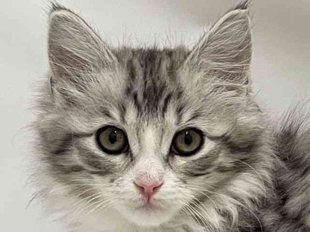 和歌山県のノルウェージャンフォレストキャット (ひごペットフレンドリーパームシティ和歌山店/2025年11月17日生まれ/女の子/シルバータビーホワイト)の子猫の1枚目の画像