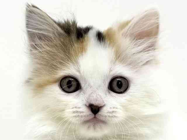 大阪府のサイベリアン (ひごペットフレンドリーくずはモール店/2025年11月20日生まれ/女の子/キャリコ)の子猫の1枚目の画像