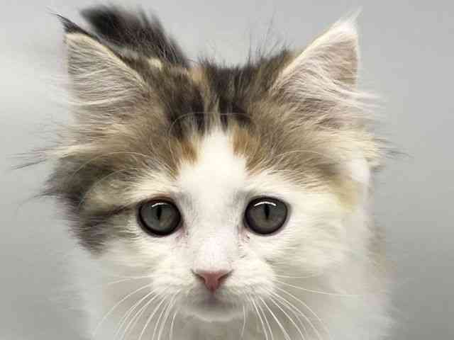 徳島県のサイベリアン (ひごペットフレンドリーゆめタウン徳島店/2025年11月20日生まれ/女の子/キャリコ)の子猫の1枚目の画像