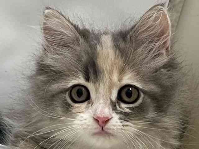 和歌山県のサイベリアン (ひごペットフレンドリーパームシティ和歌山店/2025年11月20日生まれ/女の子/ダイリュートキャリコ)の子猫の1枚目の画像