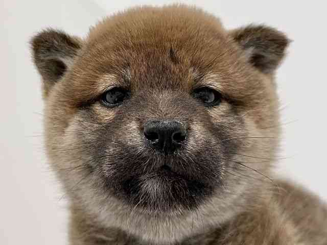 奈良県の柴犬(標準サイズ) (ひごペットフレンドリーイオンモール橿原ウエスト・ビレッジ店/2025年11月22日生まれ/女の子/赤)の子犬の1枚目の画像