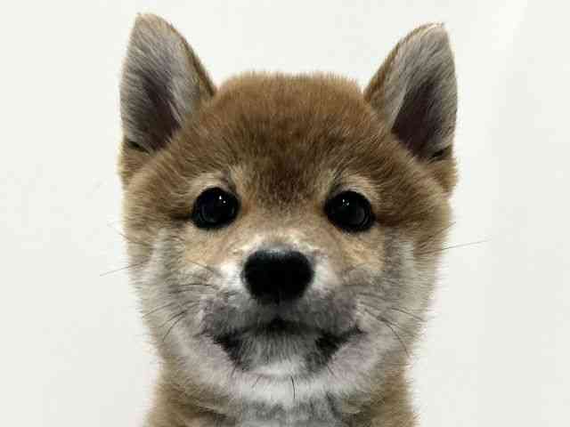 愛知県の柴犬(標準サイズ) (ひごペットフレンドリーららぽーと名古屋みなとアクルス店/2025年11月22日生まれ/女の子/赤)の子犬の1枚目の画像