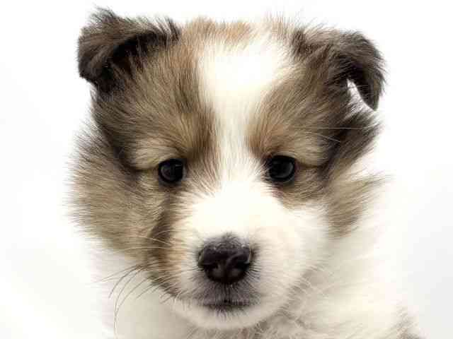 兵庫県のシェットランドシープドッグ (ひごペットフレンドリークラウンパーク伊丹店/2025年11月19日生まれ/男の子/セーブルホワイト)の子犬の1枚目の画像