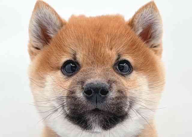 島根県の柴犬(標準サイズ) (ひごペットフレンドリーイオン松江ショッピングセンター店/2025年11月21日生まれ/男の子/赤)の子犬の1枚目の画像